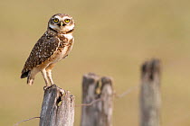 Burrowing Owl (Athene cunicularia)perched on  fence post, Southern Pantanal, Mato Grosso do Sul State, Brazil, August
