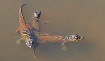 Spectacled caiman (Caiman crocodilus) group of babies swimming together in the water of an oxbow lake, Pantanal, Brazil
