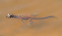 Spectacled caiman (Caiman crocodilus) baby swimming in the water of an oxbow lake, Pantanal, Brazil