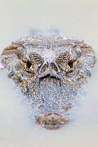 Spectacled caiman (Caiman crocodilus) portrait with head just on water surface, Pantanal, Brazil