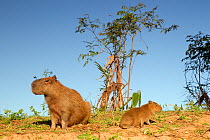 Capybara (Hydrochoerus hydrochaeris) mother and young sitting on a river bank, Pantanal, Brazil.