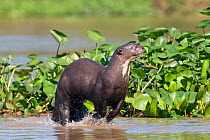 Giant otter (Pteronura brasiliensis) running through water, Rio Cuiaba, Pantanal, Brazil