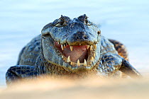 Spectacled caiman (Caiman crocodilus) frontal portrait, Pantanal, Brazil