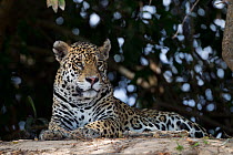 Jaguar (Panthera onca) resting on a riverbank in Pantanal, Brazil