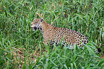 Jaguar (Panthera onca) stalking in high vegetation along a river in search of prey, Pantanal, Brazil.
