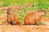 Capybara (Hydrochoerus hydrochaeris) family group with female suckling the young, Pantanal, Brazil.