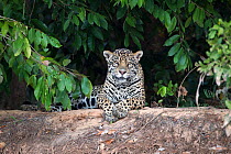 Jaguar (Panthera onca) resting on a riverbank in Pantanal, Brazil.