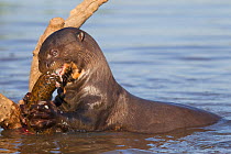 Giant otter (Pteronura brasiliensis) eating a big fish. Pantanal, Brazil