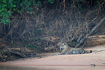 Jaguar (Panthera onca) resting on a sandy river beach in Pantanal, Brazil.