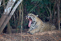 Jaguar (Panthera onca) yawning and resting along riverbank in Pantanal, Brazil.