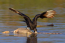 Black vulture (Coragyps atratus) scavenging  a dead Spectacled Caiman (Caiman crocodilus) floating in the Rio Cuiaba, Pantanal, Mato Grosso, Brazil.