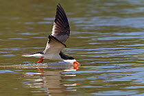 Black skimmer (Rynchops niger) skimming water surface with its beak open to catch fish along Rio Cuiaba, Pantanal, Mato Grosso, Brazil, August