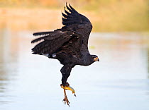 Great black hawk (Buteogallus urubitinga) with a freshly caught fish in talons, Pantanal, Mato Grosso, Brazil, August