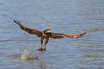 Roadside Hawk (Buteo magnirostris) catching a fish from river, Pantanal, Mato Grosso, Brazil, August