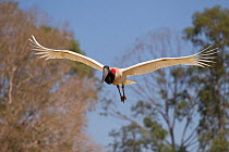 Jabiru Stork (Jabiru mycteria) in flight, Pantanal, Mato Grosso, Brazil, August