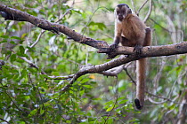 Brown capped capuchin (Cebus apella) in tree, Pantanal, Mato Grosso, Brazil