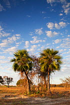 Palm trees in a dry savannah-like landscape, in the Pantanal, Brazil. August 2011