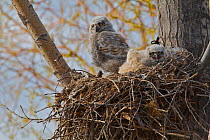 Great Horned Owl (Bubo virginianus) chicks on the nest. Saskatchewan, Canada
