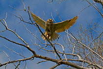 Great Horned Owl (Bubo virginianus) in flight through branches. Saskatchewan, Canada, May.