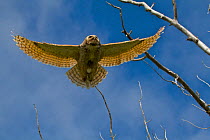 Great Horned Owl (Bubo virginianus) in flight, seen from below. Saskatchewan, Canada, May.