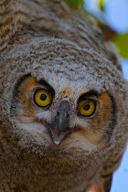 Great Horned Owlet (Bubo virginianus) fledging. Saskatchewan, Canada