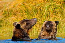 Grizzly Bear (Ursus arctos horribillis) and cub in water. Great Bear Rainforest, British Columbia, Canada, September.