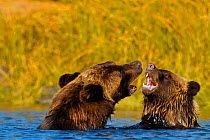 Grizzly Bear (Ursus arctos horribillis) and cub in water, play fighting. Great Bear Rainforest, British Columbia, Canada, September.