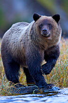 Grizzly Bear (Ursus arctos horribillis) portrait by water. Great Bear Rainforest, British Columbia, Canada, September.