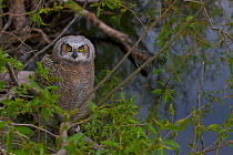 Great Horned (Bubo virginianus) owlet fledging. Saskatchewan, Canada, May.