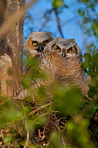 Great Horned (Bubo virginianus) owlets in nest. Saskatchewan, Canada, February.