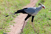 Secretary bird (Sagittarius serpentarius) male hunting, Masai Mara National Reserve, Kenya.