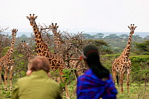 Male tourist and Maasai guide in traditional dress watching Masai giraffe (Giraffa camelopardalis tippelskirchi) Greater Masai Mara, Kenya.