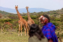 Woman  tourist and Maasai guide in traditional dress watching Masai giraffe (Giraffa camelopardalis tippelskirchi) Greater Masai Mara, Kenya.