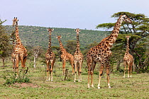 Masai giraffes (Giraffa camelopardalis tippelskirchi) in Greater Masai Mara near Olarro Lodge, Loita Hills, Kenya.