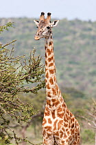 Masai giraffe (Giraffa camelopardalis tippelskirchi) portrait,  Greater Masai Mara near Olarro Lodge, Loita Hills, Kenya.