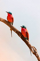 Carmine bee-eaters (Merops nubicus) pair resting on branch, South Luangwa valley, Zambia, September