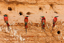Carmine bee-eaters (Merops nubicus) next to nest holes in river bank in South Luangwa valley, Zambia September