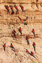 Carmine bee-eaters (Merops nubicus) at nesting site in river bank in South Luangwa valley, Zambia September
