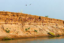 Carmine bee-eaters (Merops nubicus) nesting site  in river bank,  South Luangwa valley, Zambia September