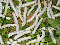 Silkworm moth (Bombyx mori) larvae feeding on leaves in Hoi An, Vietnam