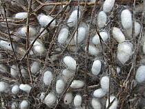 Silkworm moth (Bombyx mori) cocoons for production of silk thread, in Hoi An, Vietnam.