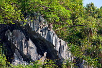 Rhesus Macaque (Macaca mulatta) in Ha Long Bay, a UNESCO World Heritage Site, Quang Ninh province, Vietnam.