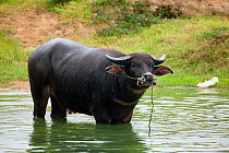 Water buffalo (Bubalus arnee bubalis) in water near Nha Trang, Vietnam.