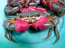 Crabs with claws tied,  for sale in market, Ho Chi Minh City, Vietnam.