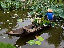Worker cutting lilies in pond near Ho Chi Minh City, Vietnam.