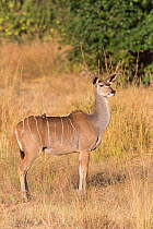 Greater Kudu (tragelaphus strepsiceros) alert female profile, South Luangwa Valley, Zambia.