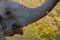 African elephant (Loxodonta africana) close up of feeding from bush, South Luangwa Valley, Zambia.