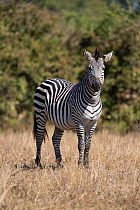 Crawshay's zebra (Equus quagga crawshayi) in south Luangwa valley, Zambia. This is a subspecies of the plains zebra and has very narrow stripes compared to other forms of the Plains zebra.