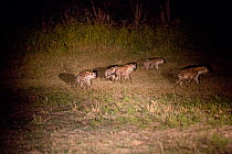 Spotted hyaena (Crocuta crocuta) group hunting at night, South Luangwa Valley, Zambia.
