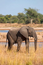 African Elephant (Loxodonta africana) profile portrait, South Luangwa Valley, Zambia.